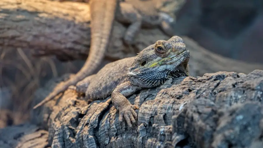Why Is Your Bearded Dragon Dragging Its Back Legs?