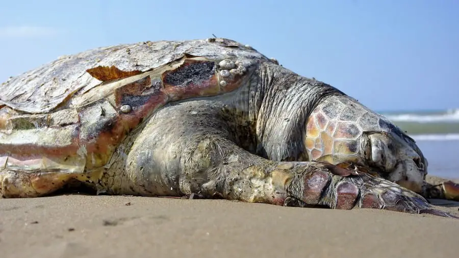 Why Do Turtles Keep Moving After Death?