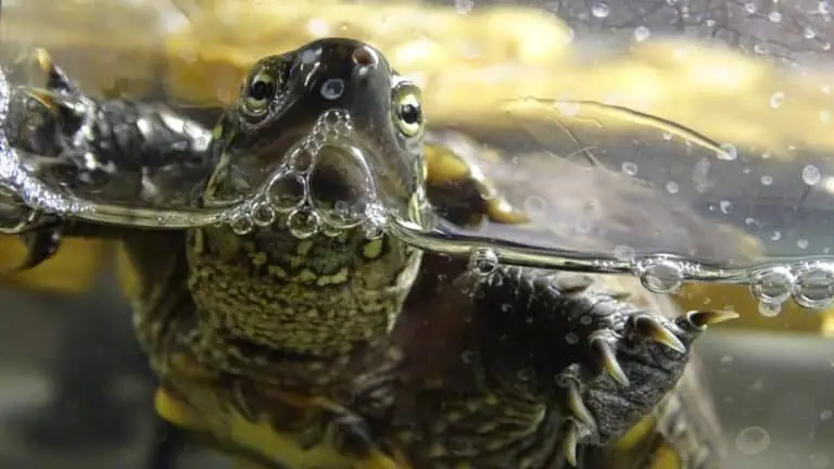 Why Do Turtles Keep Trying to Escape? | AnimalBrite.com