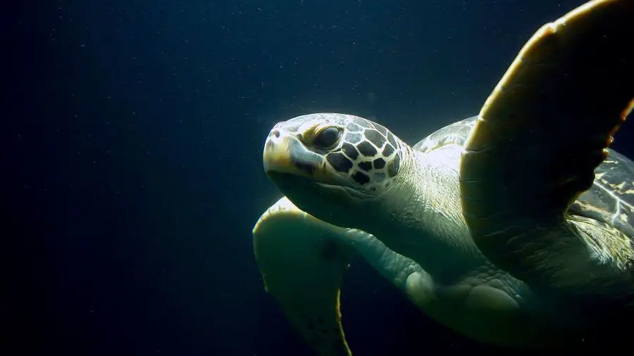 Why Do Turtles Poop In Water?