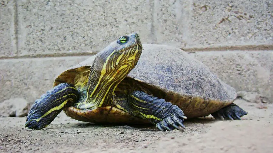 Why Do Turtles Inflate Their Throats?