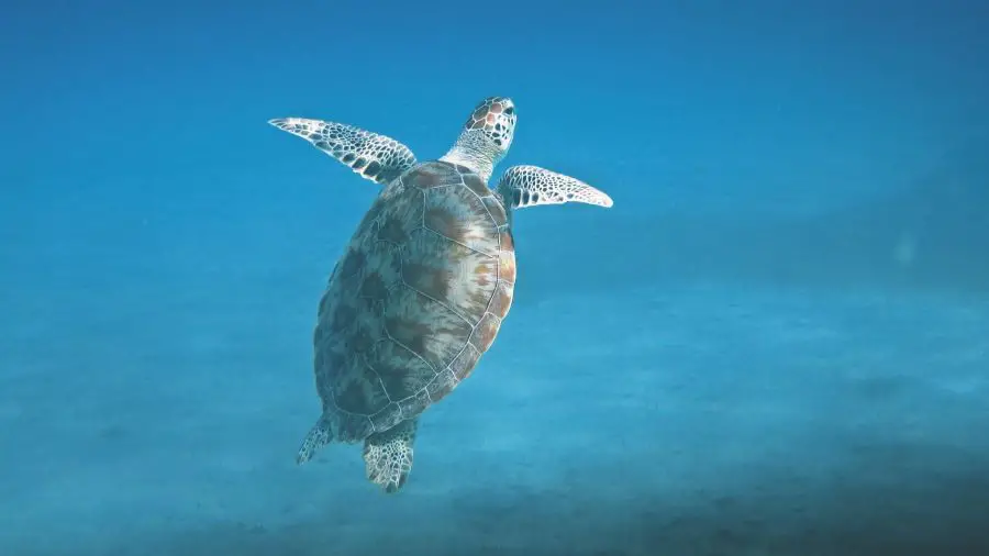 Why Do Turtles Flip On Their Backs?